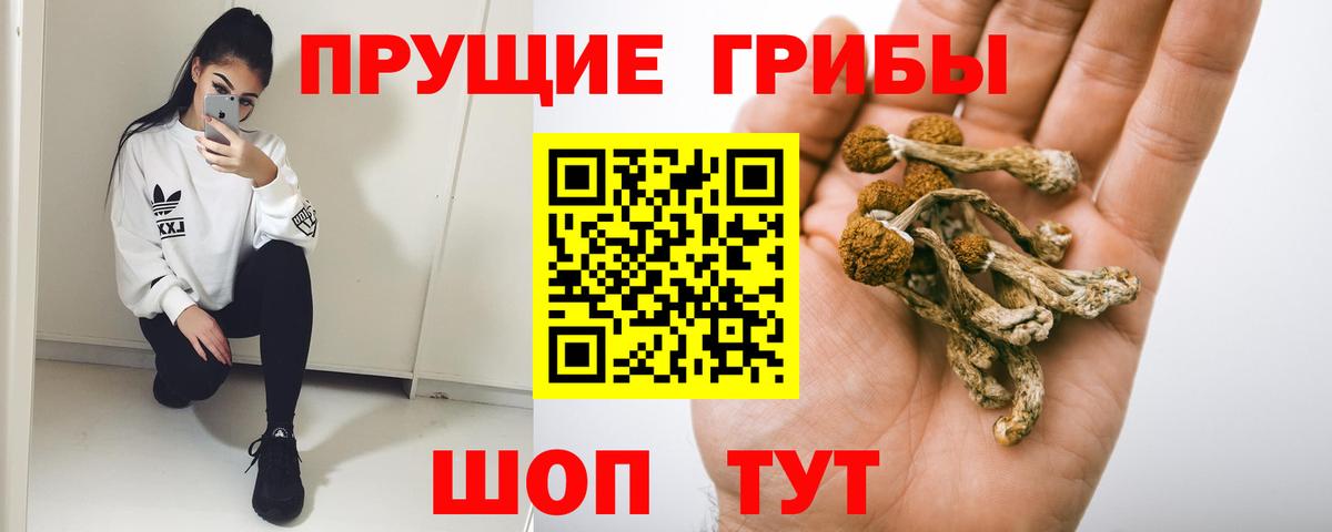 Галлюциногенные грибы Psilocybe Каменск-Уральский